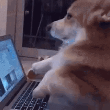 Perro programando